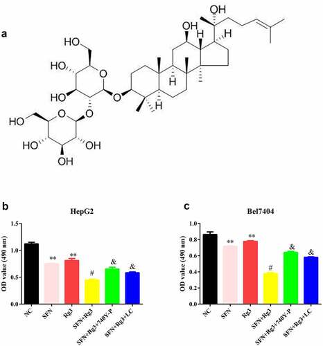 Figure 1. Rg3 combined with SFN inhibited cell viability of the HCC cells. (a) molecular structure formula of Rg3. (b-c) cell viability of the HCC cells was determined by MTT assay. **P < 0.01 VS NC group. #P < 0.05 VS SFN or Rg3 group. &P < 0.05 VS SFN+ Rg3 group.