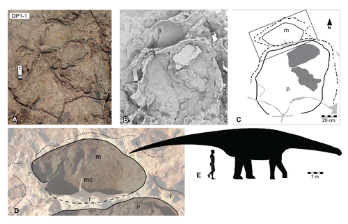 FIGURE 31. Broome sauropod morphotype B, from the Yanijarri–Lurujarri section of the Dampier Peninsula, Western Australia. Coupled right manual and pedal impressions, UQL-DP1-1, preserved in situ as A, photograph; B, ambient occlusion image; and C, schematic interpretation. D, close up of the manual impression and interautopodial region showing area within the box in C, as viewed from an oblique cranial aspect. E, silhouette of hypothetical trackmaker of Broome sauropod morphotype B, based on UQL-DP1-1, compared with a human silhouette. Abbreviations: m, manual impression; mc, molded ridge, representing a groove on the palmar-caudal surface of the trackmaker's manus; p, pedal impression; r, expulsion rim. See Figure 19 for legend.