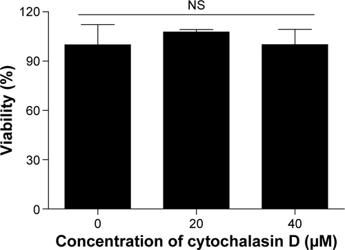 Figure S2 Effect of cytochalasin D on cell viability.Notes: DCs were incubated with cytochalasin D for 30 minutes, then pulsed with PEI-coated PLGA (OVA) NPs (20 μg/mL OVA) for 3 hours. Cell viability analyzed by MTS assay. Results expressed as means ± SD of three samples.Abbreviations: DCs, dendritic cells; PEI, polyethylenimine; PLGA, poly(d,l-lactide-co-glycolide); OVA, ovalbumin; NPs, nanoparticles; MTS, methyl tetrazolium salt; NS, not significant; SD, standard deviation.