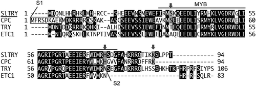 Figure 1. The amino acid sequence of R3 MYB proteins. Sequence alignment of SlTRY (Solyc01g095640.1.1), CPC (FJ268773), TRY (AC007288), and ETC1 (NM100020). Black shaded letters indicate identical residues. Gray shaded letters pointed by arrows indicate identical residues where only SlTRY and CPC are identical. The R3 MYB domain is indicated by a line above the sequences. The amino acids comprising the S1 and S2 domains are indicated with boxes outlined in gray. CPC, CAPRICE; SlTRY, Solanum lycopersicum TRYPTICHON; TRY, TRYPTICHON.