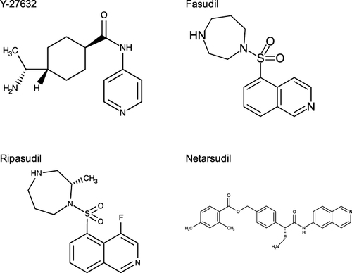 Figure 2 Chemical structures for Y-27632,Citation49 fasudil,Citation50 ripasudilCitation51 and netarsudil.Citation52 Note the similarities between fasudil and ripasudil.