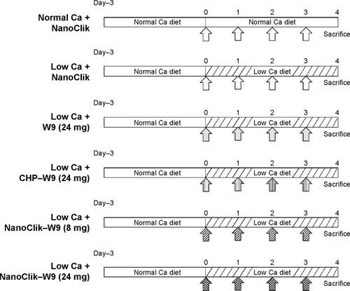 Figure 2 Schematic diagram of experimental protocol for murine bone resorption model induced by a low calcium diet.Notes: All mice were fed a normal calcium diet containing 0.5% calcium and 0.35% phosphorus for 3 days, and then one group (n=5 per group) was fed a normal calcium diet, while the other five groups were fed a low calcium diet containing 0.05% calcium and 0.35% phosphorus for the next 4 days. The arrows indicate the time points of once-daily subcutaneous injections of vehicle (NanoClik nanoparticles, NanoClik), W9 (24 mg/kg/day) only, W9 (24 mg/kg/day) incorporated in CHP nanogels or W9 (8 and 24 mg/kg/day) incorporated in NanoClik nanoparticles. All mice were sacrificed on day 4 after starting the low calcium diet.Abbreviations: Ca, calcium; CHP, cholesterol-bearing pullulan.