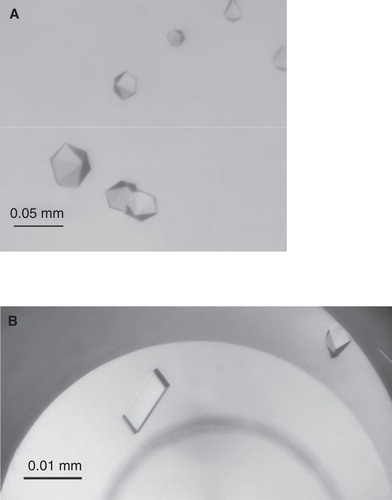 Figure 1. TmPPase CYM-6 and OGNPG crystals from sitting-drop vapour diffusion experiments. (A) The crystals were grown at 21°C in drops containing 0.2 μl of 10 mg/ml TmPPase in 20 mM MES-NaOH pH 6.5, 3.5% (v/v) glycerol, 50 mM KCl, 5 mM MgCl2, 1 mM Na2HPO4, 2 mM DTT and 0.14% CYM-6 and 0.2 μl of well solution containing 18% PEG 3350 MME and 0.64 M Na-Acetate pH 4.6. The reservoir contained 80 μl of well-solution. (B) The crystals were grown at 4°C in drops containg 1 μl of 10 mg/ml TmPPase in 20 mM MES-NaOH pH 6.5, 3.5% (v/v) glycerol, 50 mM KCl, 5 mM MgCl2, 1 mM Na2HPO4, 2 mM DTT and 1% OGNPG and 1 μl of well solution containing 19% PEG 350 MME, 100 mM MES-NaOH pH 6.5, 0.2 M CaCl2 and 2 mM DTT. The reservoir contained 1 ml of well-solution.