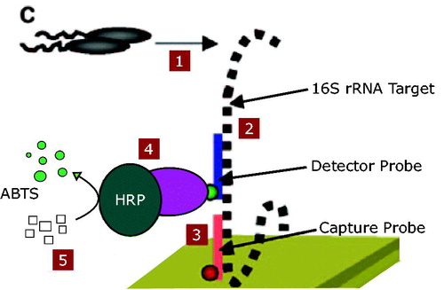 Figure 1. Illustration of the DNA-ELISA method. 1. The bacteria were cultured in LB. 2. The detector probe hybridized to 16 s rRNA gene of the target bacteria. 3. Capture probe conjugate to the complementary sequence in the16s rRNA gene. 4. HRP enzyme added to the solution. 5. ABTS resulted in colour for detection (This figure is adopted by Joseph C. LiaCitation4).