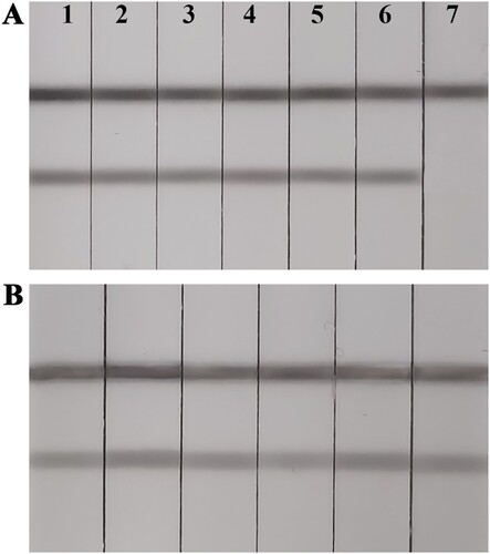 Figure 5. (A) Specificity of ACNPs-LFA; 1, 2, 3, 4, 5, and 6 represent gentamycin, streptomycin, kanamycin, ampicillin, chloramphenicol, and ciprofloxacin, respectively. 7 represent NEO at 10 ng/mL. (B) ACNPs-LFA for NEO in milk samples.