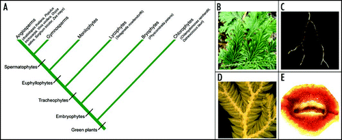 Figure 1 Selaginella moellendorffii represents an ancient land plant lineage. (A) A simplified cladogram illustrating the evolutionary position of Selaginella in the plant kingdom. Species with fully sequenced genomes are noted in brackets. (B) The aerial part of Selaginella moellendorffii showing dichotomous branching at the shoot. (C) Selaginella root with dichotomous branching pattern. (D) Selaginella microphylls with a single, unbranched vein emerged from the stele. (E) A cross-section of Selaginella stem showing protostelic vasculature.