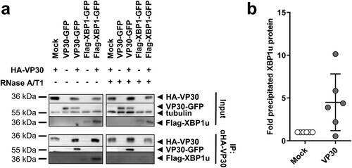 Figure 5. VP30 co-precipitates XBP1u protein in the presence of RNA. (a) HuH7 cells were transfected with plasmids expressing Flag-XBP1, VP30-GFP and HA-VP30. The cells were lysed 48 h p.t. and expression of ectopically expressed proteins was checked (input). The remaining lysate was subjected to co-immunoprecipitation analysis using anti-HA agarose according to Biedenkopf et al. [Citation34]. (b) The amount of XBP1u precipitated in the presence of VP30 was compared with the amount precipitated in the absence of VP30 (set to 1). The amount of precipitated XBP1u protein was normalized to the expressed XBP1u (input) according to the tubulin content of the lysate. The experiment was performed six times. Each circle represents a sample from an individual experiment, data are shown as the means ± SD.