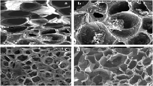 Figure 3. Scanning electron micrograph (SEM) images of the activated charcoal surface for stepwise magnification at (d) 5000×, (c) 10,000×, (b) 20,000×, and (a) 30,000×. Distribution of micropores of all sizes on activated charcoal/carbon surface at all magnifications is one of the most important features that affects its adsorption capacity.