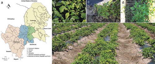 Fig. 1 (Colour online) Symptoms observed in pepper open fields in Comarca Lagunera (CL). (a) Map of CL which includes surveyed counties of Durango state (blue) and Coahuila state (green) of CL. (b) A pepper plant showing yellow mosaic, deforming and chlorotic leaf. (c) A stunted pepper plant with severe leaf deformation and yellowing. (d) A pepper plant with chlorotic leaf and yellow mosaic. (e) General view of pepper open field surveyed in 2016 with a 90% disease incidence caused by begomoviruses when double or triple infections were detected.