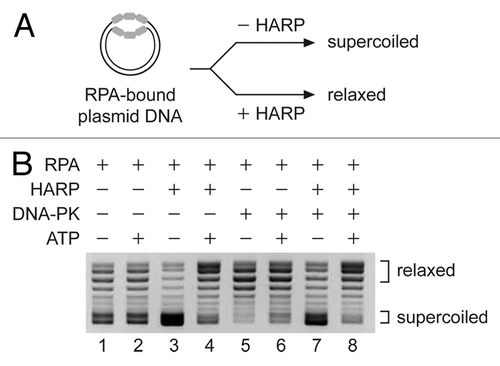 Figure 4. The presence of DNA-PK does not significantly affect the annealing helicase activity of HARP. Annealing helicase assays were performed in the presence or absence of DNA-PK using a plasmid partially loaded with RPA. For the reactions that contain both DNA-PK and HARP, the two factors were preincubated in the presence or absence of ATP prior to addition of the RPA-bound DNA substrate. Following the reactions, the purified DNA was analyzed by agarose gel electrophoresis and visualized by ethidium bromide (EtBr) staining. The migration positions of supercoiled and relaxed DNA are indicated.
