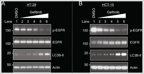 Figure 2. Gefitinib inhibits EGFR phosphorylation and increases autophagy in HT-29 cells and HCT-15 cells. Cells were treated with DMSO (control) or varying concentrations of gefitinib (0.1 μM, 0.5 μM, 1 μM, 5 μM, 10 μM) for 24 hours. (A) HT-29 cells. (B) HCT-15 cells.