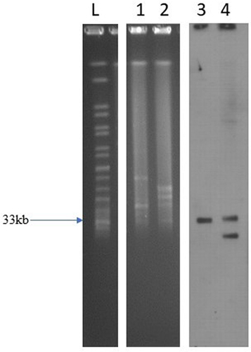 Figure 1 S1-PFGE pattern for SP-15-127 strain and Southern blot analysis of mcr-1 genes.