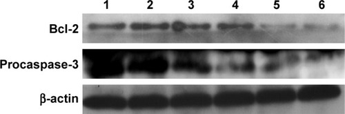 Figure 7 Expression level of Bcl-2 and procaspase-3 in PC-3 cells after the treatment with different nanocomplexes for 24 h using Western blot: 1, control; 2, Bcl-2 siRNA; 3, DOX-Duplex; 4, PEI25K/DOX-Duplex; 5, PEI25K/siRNA and 6, PEI/DOX-Duplex/siRNA.Abbreviations: DOX, doxorubicin; PEI, polyethylenimine.