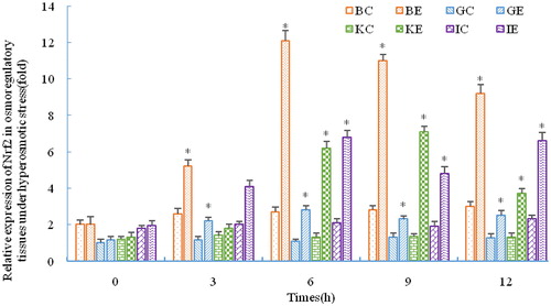 Figure 3. Differential expression of Nrf2 in four osmoregulatory tissues of C.nasus under salinity stress.Note: BC, BE, GC, GE, KC, KE, IC, IE indicate control group (C) and the experimental groups (E) of the brain (B), gill (G), kidney (K) and intestine (I), respectively. Asterisks refer to significant differences at the same time point between the control and the experimental group (P＜0.05).