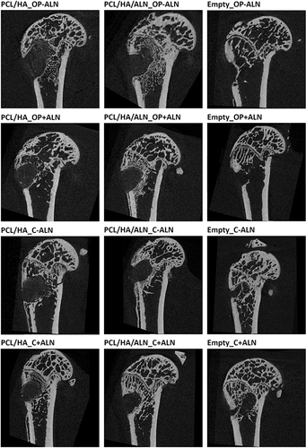 Figure 6 Micro-CT images of bone healing 6 weeks after implantation of the scaffolds.