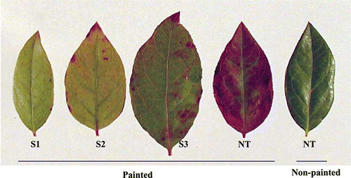 FIGURE 3 Detection of bar gene-based herbicide resistance in blueberry cv. Legacy, 1 week following leaf painting assay with 750 mg L−1 glufosinate ammonium. S1–S3: Independent transgenic events with 35S-bar. NT: Non-transformant (color figure available online).