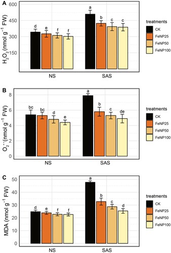Figure 4. Determination of changes in oxidative stress indicators in control and FeONP-treated plants under NS and SAS. (A) Hydrogen peroxide (H2O2), (B) superoxide anion (O2•−), and (C) malondialdehyde (MDA). The data represent the mean values obtained from three independent experiments with error bars indicating standard errors. Bars marked with distinct letters denote significant differences, as determined by the Duncan test (p < 0.05).