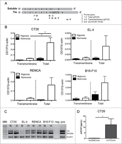 Figure 2. Soluble form of CD137 predominates over membrane-attached forms. (A) Diagram representing the cDNA with the exons of mouse CD137 and RT-PCR products amplified with the indicated primer pairs. (B) Quantitative RT-PCR analyses using primers that amplify either transmembrane (primer pair 3–4) or total CD137 cDNA (primer pair 1–2) in corresponding cell lines. (C) RT-PCR products of total CD137 cDNA (primer pair 5–6) amplification showing that the soluble CD137 (sCD137) predominates over the transmembrane CD137 (tmCD137) form. (D) Sandwich ELISA assessment of the concentration of sCD137 in the tissue culture supernatants of the CT26 cell line. TM: transmembrane domain; MM: molecular weight marker; N: normoxia; H: hypoxia.