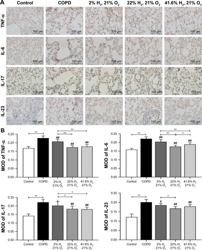 Figure 6 Effect of hydrogen on the expression of TNF-α, IL-6, IL-17, and IL-23 in the lung obtained from COPD-like lung disease rats, found by immunohistochemical staining.Notes: (A) Immunohistochemical staining of the lung sections for TNF-α, IL-6, IL-17, and IL-23. (B) Quantitative analysis of the expression of TNF-α, IL-6, IL-17, and IL-23 in the lung of COPD-like lung disease rats. (n=10 for each group. #P<0.05; ##P<0.01 compared with COPD group. *P<0.05; **P<0.01). Each experiment was repeated three times and similar results were obtained.Abbreviations: COPD, chronic obstructive pulmonary disease; IL, interleukin; MOD, mean optical density; TNF-α, tumor necrosis factor alpha.