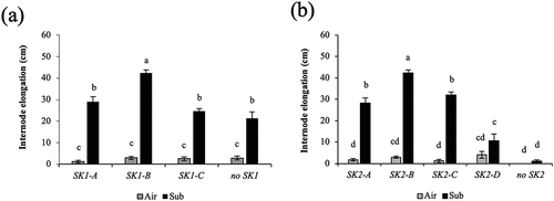 Figure 3. Comparison of internode elongation under submergence in O. glaberrima and O. barthii accessions with different SK1 (a) and SK2 (b) allelic forms. Fifty-day-old plants were submerged to a depth of 10 cm for two days, and then the water level was increased at the rate of 5 cm day −1 for 15 days. Air-grown control plants were grown in non-submerged conditions during the same period. Data represent the means ± SE of 10–23 plants. Different letters above bars indicate significant differences (P < 0.05) based on the Bonferroni test.