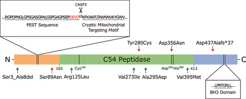 Figure 2. Linear representation of human ATG4D. The 474 amino acid long protein consists of a conserved C54 peptidase domain flanked by N- and C-termini that are divergent from the other three ATG4 homologs. The N terminus contains a CASP3 recognition site (DEVD) that can be cleaved to produce ΔN63 ATG4D. Immediately upstream of this cleavage site is a putative PEST sequence, which suggests ATG4D is a short-lived protein subject to degradation by the proteasome. Immediately downstream is a cryptic mitochondrial motif that is exposed upon CASP3 cleavage. The C terminus contains a putative BH3 domain and LIR motif [Citation21,Citation22,Citation25]. Red arrows indicate known mutations in human ATG4D that are associated with neurodegeneration [Citation29] and blue arrows indicate mutations potentially associated with non-obstructive azoospermia [Citation17].