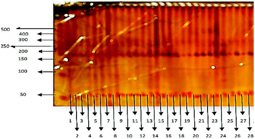 Figure 1. PAGE results showing polymorphism. Lane 0: DNA molecular weight marker (50 bp DNA ladder); Lanes 1-28: polymorphic bands in sugarcane genotypes included in this study (see Table 1).