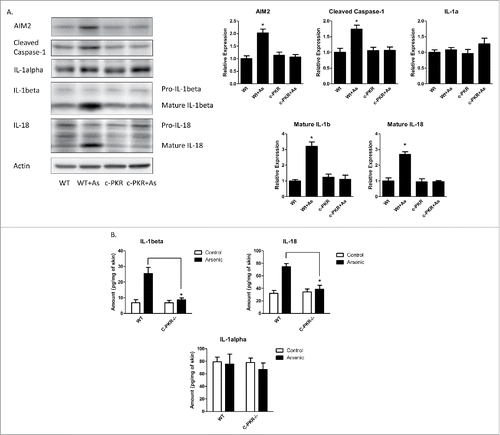 Figure 5. PKR mutation inhibits arsenic-induced activation of AIM2 inflammasome and secretion of IL-1β and IL-18, but not IL-1α, in the skin of C-PKR−/− mice. The C-PKR−/− mice and controlled C57BL/6J mice were treated with 0.25 µM sodium arsenite in drinking water for 8 weeks. The skin tissues were collected. (A) The protein levels of AIM2, cleaved caspase-1, IL-1α, IL-1β and IL-18 were determined by Western-blot and quantified by densitometry. (B) The secretion levels of IL-1α, IL-1β and IL-18 were determined by ELISA assay. The experiments were repeated three times. Data are represented as mean ± SEM of three experiments. *p < 0.05.