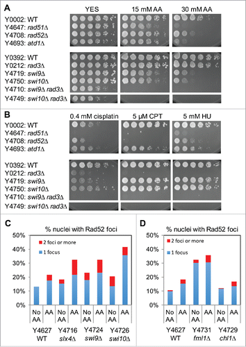 Figure 4. NER and HR play critical roles in repair of acetaldehyde-induced DNA damage. (A, B) Five-fold serial dilutions of the indicated mutants were incubated on YES agar medium supplemented with the indicated drugs for 3 to 5 d at 30°C. NER and HR mutants show strong sensitivity to acetaldehyde. Representative images of repeat experiments are shown. (C, D) Rad52-YFP foci analysis of the indicated cells was performed as described in Fig 2B. The percentages of nuclei with at least one Rad52-YFP focus and 2 or more foci are shown. Representative images of repeat experiments are shown.