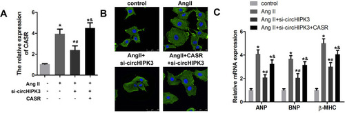 Figure 7 Restoration of CaSR reversed the effect of circHIPK3 in cardiomyocytes. (A) qRT-PCR was used to evaluate the efficiency of the adenovirus mediated knockdown of CaSR. (B) The measurement of morphology and size of cardiomyocyte treated with control, AngII+ad-si-nc, AngII+ad-si-circHIPK3, and Ang II+ad-si-circHIPK3+ad-CASR. (C) qRT-PCR analysis revealed the levels of ANP, BNP, and β-MHC. *P<0.05 vs control group, #P<0.05 vs Ang II+ad-si-nc group, &P<0.05 vs Ang II+ad-si-circHIPK3 group. Scale bar=50 μm. Data are expressed as means±SD from three independent experiments.