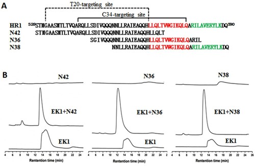Figure 4. Interaction of EK1 peptide with the gp41 HR1-derived peptides. (A) The HR1 sequence of HIV-1 gp41 and HR1-derived target mimic peptides. The pocket-1 and pocket-2 forming sequences on HR1 are marked in red and green, respectively. (B) Interaction of EK1 peptide with the gp41 HR1-derived peptides was analysed by size-exclusion chromatography.