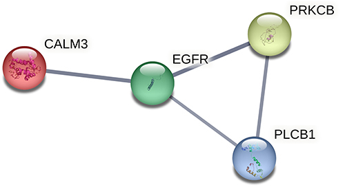 Figure 7 PPI network construction. PPI network of DE RNAs in the lncRNA-miRNA-mRNA network.