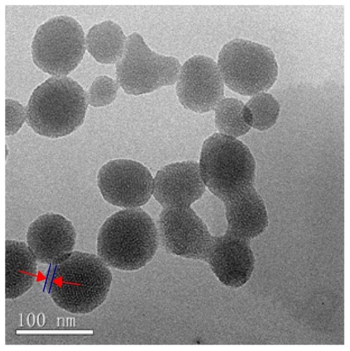 Figure 2 TEM images of NMChS functionalized MSNs.Abbreviations: TEM, transmission electron microscopy; NMChS, O-maleyl chondroitin sulfate; MSNs, mesoporous silica nanoparticles.
