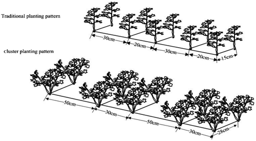 Figure 1. A schematic diagram showing traditional planting pattern and cluster planting pattern.