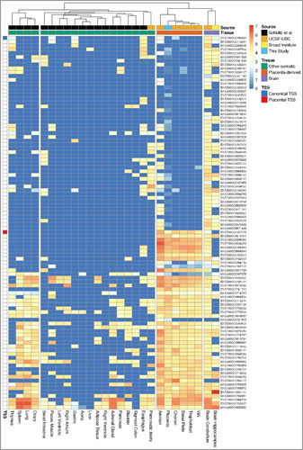 Figure 6. Hierarchical clustering of tissues based on the relative expression level of CSMD1 exons. Each column represents a tissue and each row represents an Ensembl CSMD1 exon. The relative expression is measured in the log-scale of FPKM (see Methods) and it is colored from red (high) to dark blue (low). The columns (tissues) are hierarchically clustered by the similarity of the expression pattern and the rows (exons) are ordered by the position of exons within the CSMD1 transcript: transcript-start (top) to transcript-end (bottom). Except the placenta (this study), the RNA-Seq datasets of other tissues are from the following three participating members of NIH Roadmap Epigenomics Mapping Consortium: Schultz et al. (GEO accession: GSE16256), UCSF-UBC (GEO accession: GSE16368), and Broad Institute (GEO accession: GSE17312). Exons that contain canonical and placenta-specific transcription start site (TSS) are shown in blue and red, respectively.