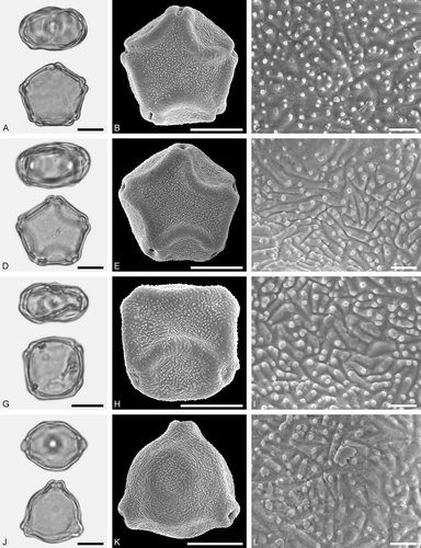 Figure 3. LM (A, D, G, J) and SEM (B, C, E, F, H, I, K, L) micrographs of dispersed fossil Betulaceae pollen. A–C. Alnus sp. 1, close-up of polar area. D–F. Alnus sp. 2 with five pori, close-up of polar area. G–I. Alnus sp. 2, grain with four pori, close-up of polar area. J–L. Betula sp. 1, close-up of polar area. Scale bars – 10 µm (A, B, D, E, G, H, J, K), 1 µm (C, F, I, L).