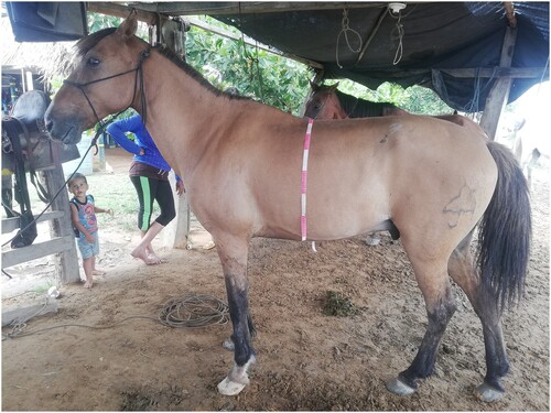 Figure 1. Araucan horses represent a breed that is adapted to the harsh environmental conditions of flooded savanna in eastern Colombia.