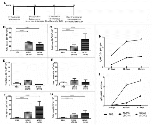 Figure 2. Immune response to subcutaneous vaccination is not affected by the NP dose in the formulation. Groups of four mice were immunized SC two times with 100 μL of NCMX, and the third booster was administered via intranasal instillation. Twenty-one days after the last immunization, the spleen and lungs were collected and analyzed by flow cytometry for Th1, Th17, and Tc1 lymphocytes (A).-one days after the last immunization, the  spleen and lungs were collected  and analyzed by flow cytometry for Th1, Th17, and Tc1 lymphocytes (A). The number of Th1 (CD4+IFN-γ+), Th17 (CD4+IL-17+), and Tc1 (CD8+IFN-γ+) cells in the spleen (B, D and F, respectively) and lungs (C, E and G, respectively) are shown. Differences between the means of the groups were determined by ANOVA and post-hoc test, and p values are shown. Serum samples were collected, and the humoral immune response was evaluated by measuring the levels of IgG1 (H) and IgG2a (I). Differences between the means of the groups were determined by ANOVA and significant differences with p < 0.05 are shown with an asterisk (*).