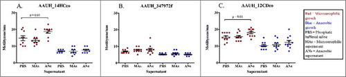 Figure 6. Effects of microaerophilic and anaerobic bacterial CFS on C. concisus motility: Motility measured under microaerophilic (red), or anaerobic (blue) growth conditions following exposure to PBS, microaerophilic CFS (MAs) or anaerobic CFS (ANs). A: Motility of isolate AAUH_14HCco, B: Motility of isolate AAUH_347972f, C: Motility of isolate AAUH_12CDco.