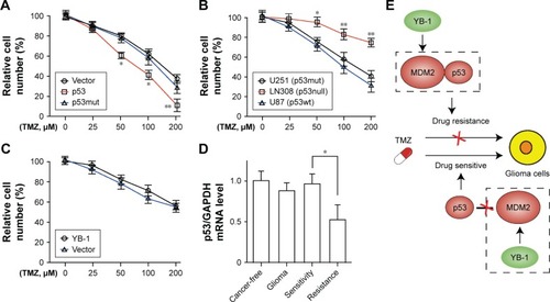 Figure 4 YB-1 modulates p53-mediated TMZ resistance in glioma cells.