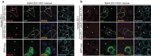 Figure 3. The α and ZU5 domains of ZO-1 are not required for the junctional localization of ZO-1.(a–b). Immunofluorescent analysis of ZO-1-KO Eph4 cells, using either R40.76 (a) or R3 (B) antibodies, after transfection of ZO-1-KO cells either with GFP-tagged mouse constructs either with or without the α domain (a), or with myc-tagged human ZO-1 constructs either with or without the ZU5 domain (b). Control cells (bottom row) were transfected with GFP-myc alone, which was labeled with antibodies against either GFP (A, second column), or myc (B, second column). Arrows indicate junctional localization, arrowheads indicate undetectable labeling at junctions that contain the zonula adhaerens protein PLEKHA7 (A and B, 4th column), used as a reference junction marker. Merge images are shown in the third column (A, B, third column), with nuclei labeled by DAPI. Scale bar = 10 μm. Exogenous ZO-1 lacking the α domain is localized at junctions but is not labeled by R40.76, and exogenous ZO-1 lacking the ZU5 domain is localized at junctions but is not labeled by R3.