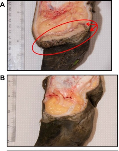 Figure 3 Bovine digital dermatitis.