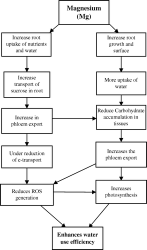 Figure 4.  Possible mechanisms through which magnesium improves water use efficiency in crop plants.