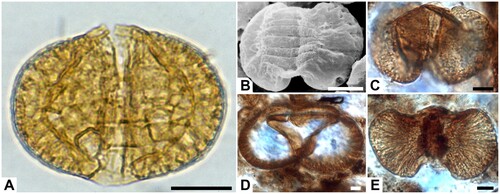 Figure 3. Typical taeniate bisaccate glossopterid pollen (lacking fungus-like inclusions) attributable to the Protohaploxypinus limpidus–Protohaploxypinus amplus–Striatopodocarpites cancellatus complex extracted by acid dissolution (Lindström et al. Citation1997) from the permineralised peat of the uppermost bed of the Toploje Member, Bainmedart Coal Measures, East Antarctica. A. Light micrograph of Protohaploxypinus limpidus-type pollen in polar view with haploxylonoid amb; PCM3B; CPC34338. B. Scanning electron microscopy image of Striatopodocarpites cancellatus-type pollen with taeniate corpus; PCM3B; CPC34305-01. C. Striatopodocarpites-type pollen with darkened corpus; PCM 1; S089892-02. D. Section through pollen grain in equatorial view showing hollow sacci; PCM2A; S090345. E. Striatopodocarpites-type pollen in distal polar view showing dark-rimmed leptoma: PCM1; S088061-02. Scale bars ‒ 10 µm.