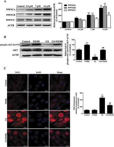 Figure 8. PPP3/calcineurin accounts for the dual roles of the AKT/TFE3 pathway in the effects of Cd. (A) MSCs were treated with various concentrations of Cd for 24 h. Western blot analysis was then performed to assess the expression level of the PPP3/calcineurin catalytic subunits PPP3CA, PPP3CB and PPP3CC. Treatment with the PPP3/calcineurin inhibitor FK506 (10 μM) for 24 h significantly reduced (B) the Cd-induced decreases in phospho-AKT (Ser473) as measured by western blot and (C) the Cd-induced nuclear translocation of TFE3 as indicated by immunofluorescence. Nuclei were stained with DAPI. The results are expressed as the percentage of the control, which was set to 100%. The values are presented as the means ± SEM, **p < 0.01 versus the control group, and ##p < 0.01 versus the Cd (14 μM) group. (n = 3).