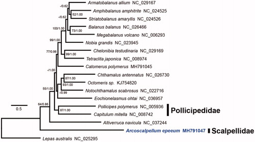 Figure 1. Phylogenetic tree of Arcoscalpellum epeeum and other thoracican barnacles based on 13 protein-coding genes from mitogenomes. The model GTR + I + G was selected as the best evolutionary model using jModelTest 2.1.4 (MEGA Inc., Ocheyedan, IA). Numbers at internodes are the maximum-likelihood bootstrap proportions (left) and Bayesian posterior probabilities (right). An asterisk indicates a bootstrap value of less than 50%.
