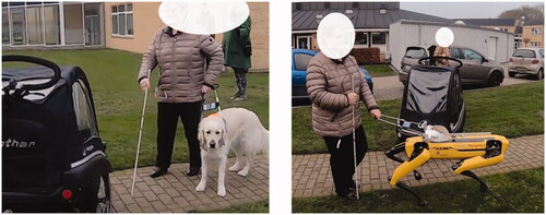 Figure 1. Left, VIP is guided by her guide dog. Right, VIP is guided by a robodog (Spot).