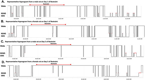 Figure 8. Representative hypnograms of male and female rats on Days 1 and 5 of restraint. Each hypnogram shows 120 min of sleep (SWS and REMS) and wake behavior before, during, and after 30 min of restraint. Restraint duration is denoted with a red bar above each hypnogram. (A) Hypnogram of male rat on Day 1 of restraint. (B) Hypnogram of female rat on Day 1 of restraint. (C) Hypnogram of male rat on Day 5 of restraint. (D) Hypnogram of female rat on Day 5 of restraint. After restraint on Day 1, more initial SWS recovery is apparent in the male rat compared with the female rat. In contrast, after restraint on Day 5, there is more prominent SWS recovery in the female rat compared with the male rat.