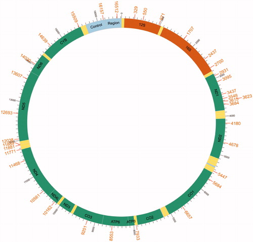 Figure 3. The detected heterogeneous loci are indicated by their position on the mitochondrial genome of Chanodichthys mongolicus.