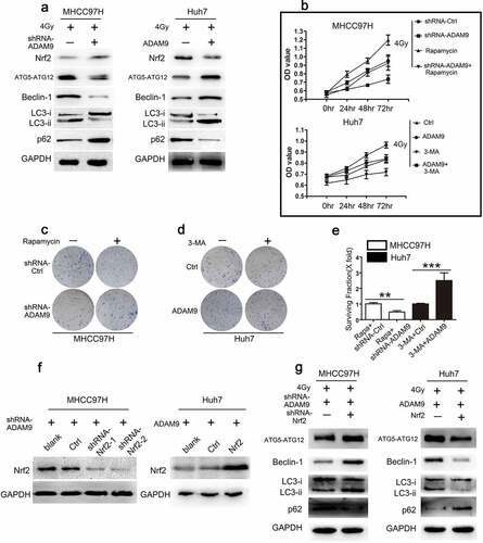 Figure 3. ADAM9 decreased radiosensitivity of HCC cells via inducing autophagy. (a) Autophagy-related protein levels in MHCC97H and Huh7 cells were detected by western blot assays after changing ADAM9 expression. (b) The cell viability was determined by the CCK-8 method after 0, 24, 48 and 72 h of 4 Gy X-ray irradiation exposure in different groups. (c, d, e) Clone formation experiments were conducted in different groups after 4 Gy X-ray irradiation. (f) Western blot showed screening of MHCC97H cells with Nrf2 downregulation and Huh7 cells with Nrf2 upregulation. (g) Autophagy related protein expression after knockdown of Nrf2 in ADAM9-downregulated MHCC97H cells or upregulation of Nrf2 in ADAM9-overexpressing Huh7 cells. Data were displayed in a form of mean ± SD from 3 independent assays conducted in triplicate.*p < 0.05,**p < 0.01, and***p < 0.001