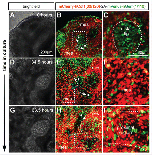 Figure 6. Live confocal imaging of branching morphogenesis during lung development. Lungs were cultured ex vivo from E11.5. (A and B) An elongating branch of lung epithelium begins to bifurcate at right angles to the plane of imaging (white dots and arrows in B). (C) Cells in the distal tip of the extending branch of lung epithelium are proliferating rapidly shown by the high proportion of S/G2/M (green) nuclei. (D and E) The left and right branches elongate driven by proliferation at the growing tip. By 34.5 hours a daughter branch can be seen to emerge from the left parent branch by domain branching (blue dot and arrow in E). (F) In contrast to the epithelial branch the surrounding mesenchyme is composed of cells predominantly in G1/G0 (red). (G and H) Subsequently the right parent branch bulges and then bifurcates into 2 sister branches (magenta arrows and dots in H). (I) In the proximal regions of the branching lung epithelium cells begin to exit the cell cycle and enter G1/G0 (red). Abbreviations: mes = mesenchyme.